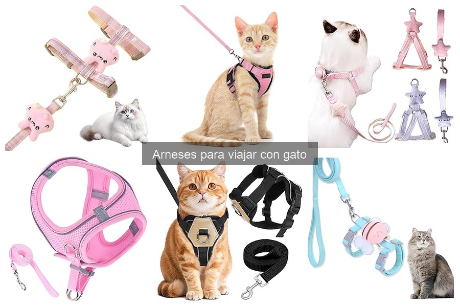 Ventajas de usar un arnés para viajar con gatos
