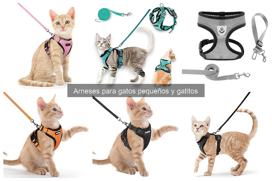 Ventajas y desventajas de usar arneses para gatitos